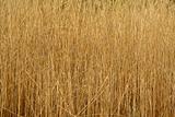 Tall reed plants background