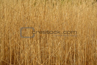 Tall reed plants background
