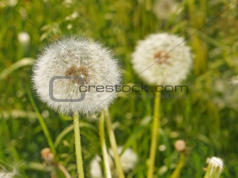 Fluffy dandelions on the meadow