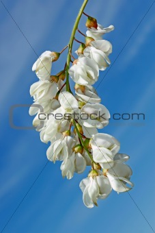 Inflorescence of white acacia