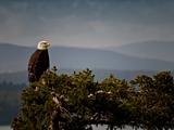 Bald Eagle on tree top