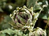 artichoke flower