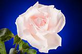 Pink Rose Isolated on Blue