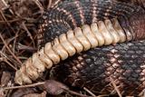 Rattles of a Southern Pacific Rattlesnake.