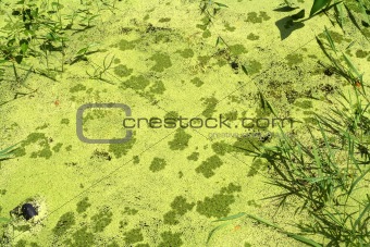 Wild algae
