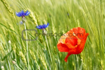 Cornflowers and red poppy among barley field