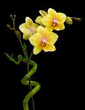 Blooming yellow orchid and bamboo on a black background