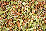 lentil seeds
