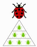 Ladybird diet pyramid