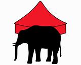 Elephants in circus 