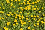 Dandelions on a meadow in spring