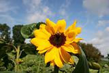 Brilliant sunflowers in summer