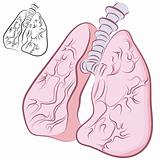 Human Lung Set