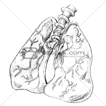 Human Lungs