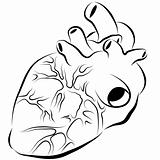 Human Heart Ink Drawing