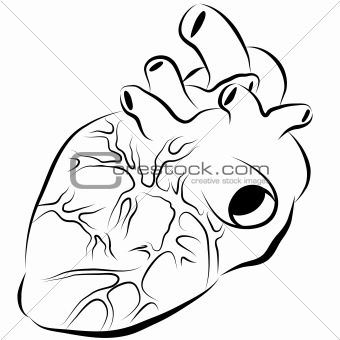 Human Heart Ink Drawing