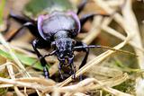 Purple-rimmed beetle looking at Camera