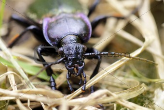 Purple-rimmed beetle looking at Camera