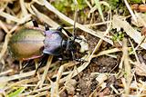 Purple-rimmed carabus beetle top view