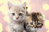 Scottish fold ear breed kittens