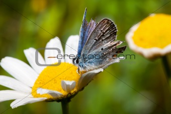 Butterfly Melitaea blu