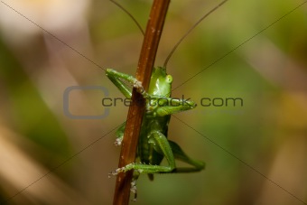 Green cricket insect