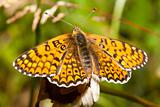 Butterfly Melitaea athalia