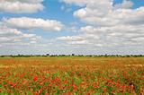 Field covered by red poppies