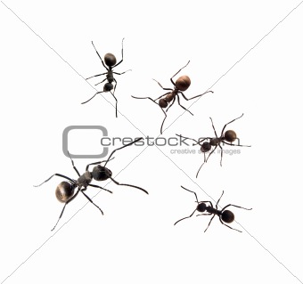ant 

