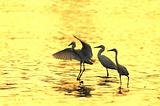 Egrets play in the water 
