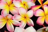 frangipani or plumeria tropical flower 
