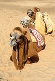 camels in the desert 
