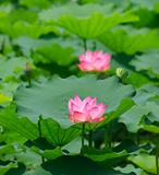 lotus flower 
