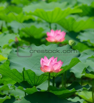 lotus flower 
