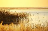 reed stalks in the swamp against sunlight.