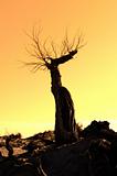 death tree against sunlight over sky background in sunset 
