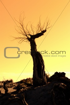 death tree against sunlight over sky background in sunset 
