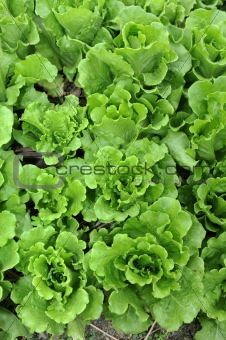 healthy lettuce growing in the soil 
