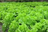 healthy lettuce growing in the soil 
