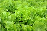 Fresh salad lettuce 