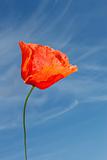 Red poppy flower against blue sky