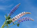 Flowering lupine inflorescence 