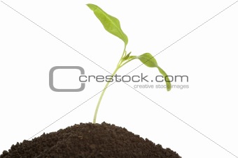 Young plant in soil 