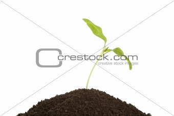 Young plant in soil over white