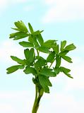 fresh leaf herb parsley  on sky