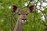Kudu female