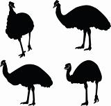 emu collection