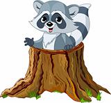 Raccoon in tree stump
