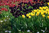 Yellow and vinous tulips