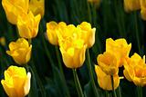 Yellow tulips close-up